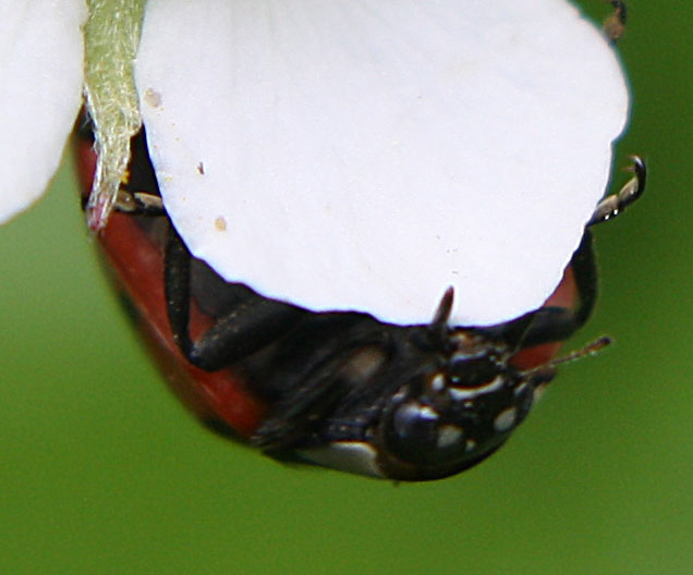 Coccinella septempunctata